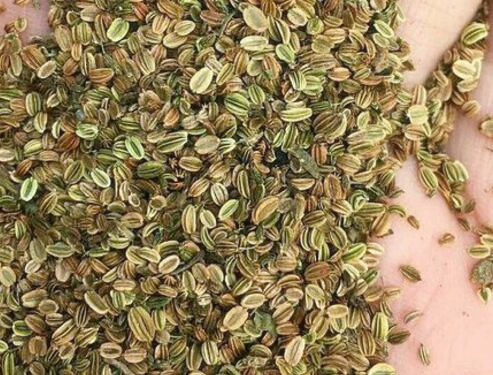 蛇床子价格一斤多少钱？如何种植？怎么吃？有哪些功效及作用？