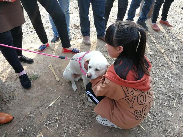 集市上的幼狗，有的眼神充满期待，有的眼神很胆怯，看为啥