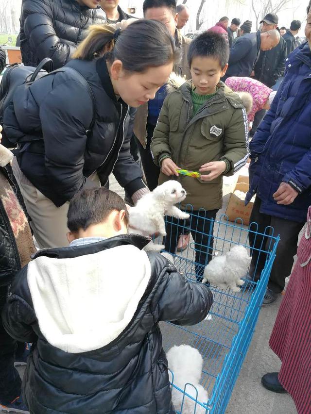 集市上的幼狗，有的眼神充满期待，有的眼神很胆怯，看为啥