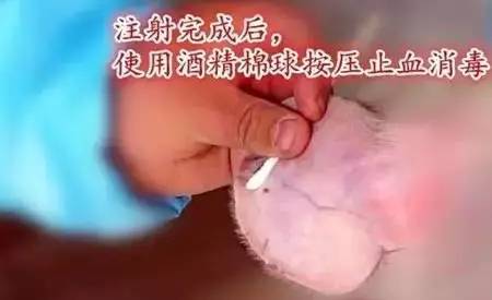 仔猪腹泻性脱水如何补液,三种做法,两例处方,一样初心