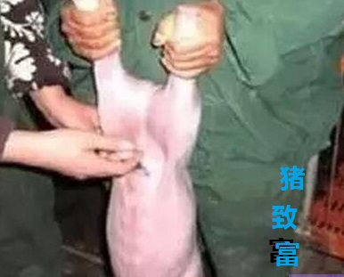 仔猪腹泻性脱水如何补液,三种做法,两例处方,一样初心