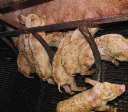 仔猪腹泻性脱水如何补液,三种做法,两例处方,一样初心