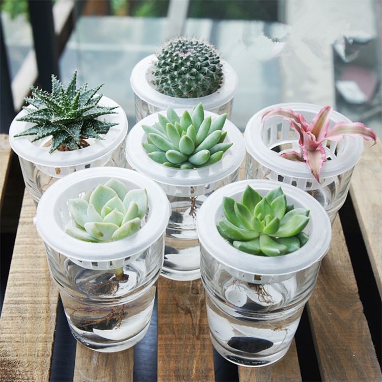 多肉植物可以水培扦插,多肉水培可以移栽土里吗