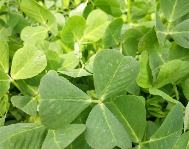 治糖尿病的野菜苦麦菜图片,哪种野菜对糖尿病人最好