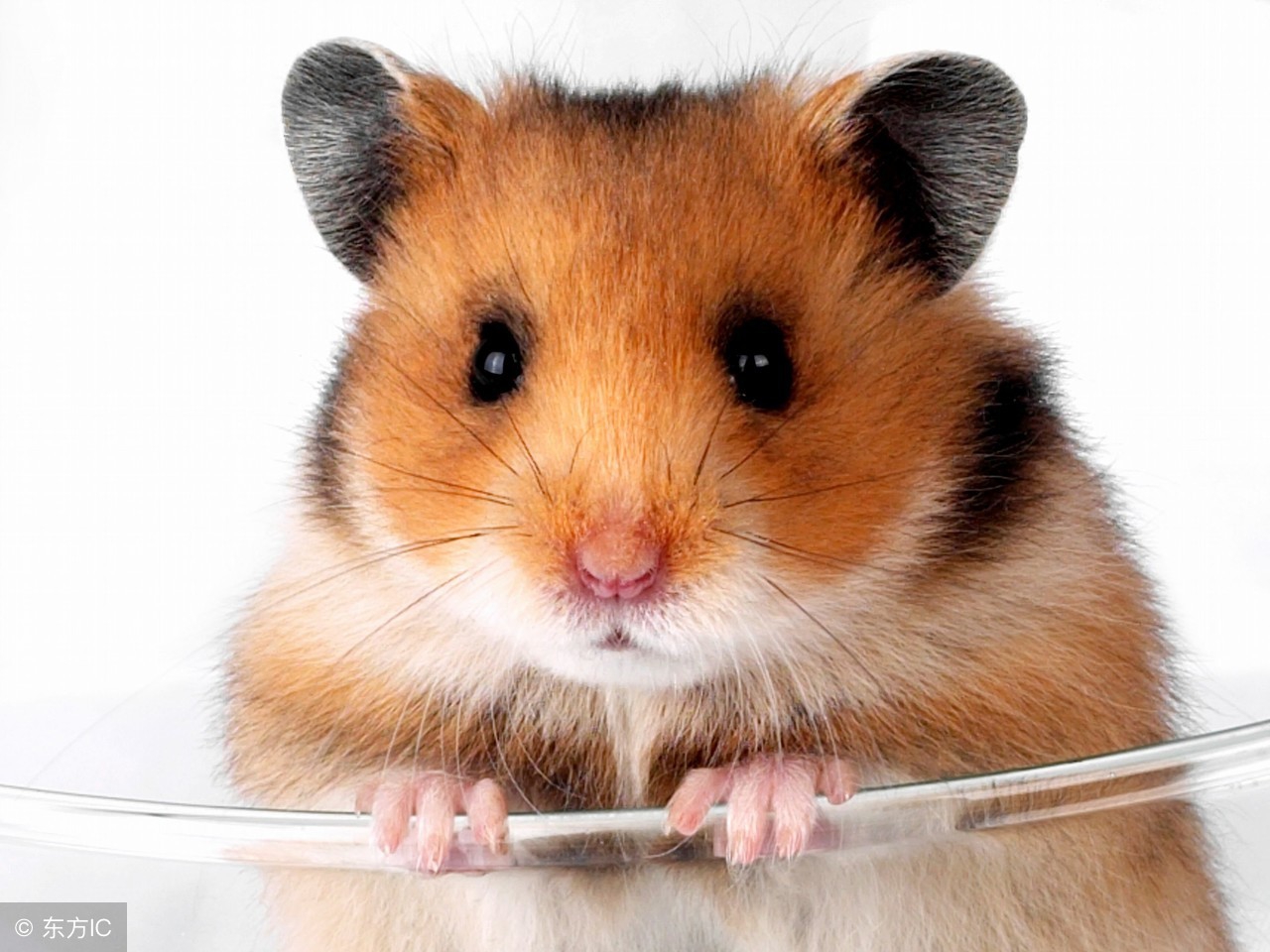 仓鼠的饲养方法,仓鼠的饲养教程手册