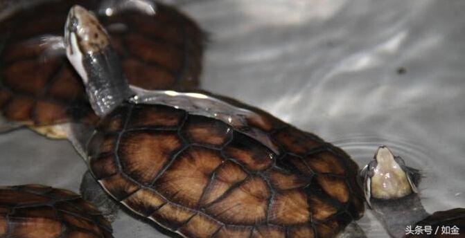 五种龟养殖最赚钱,养殖龟赚钱吗