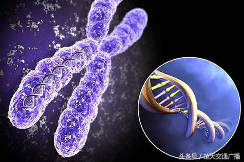 染色体平衡易位流产5次了,反复胎停育双方染色体正常