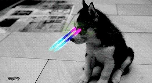 南方的“小强”，能把东北爷们活活吓哭！教你4招拿下它们