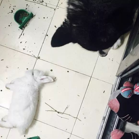 让两只兔子和平相处,让两只兔子亲一口会是啥反应