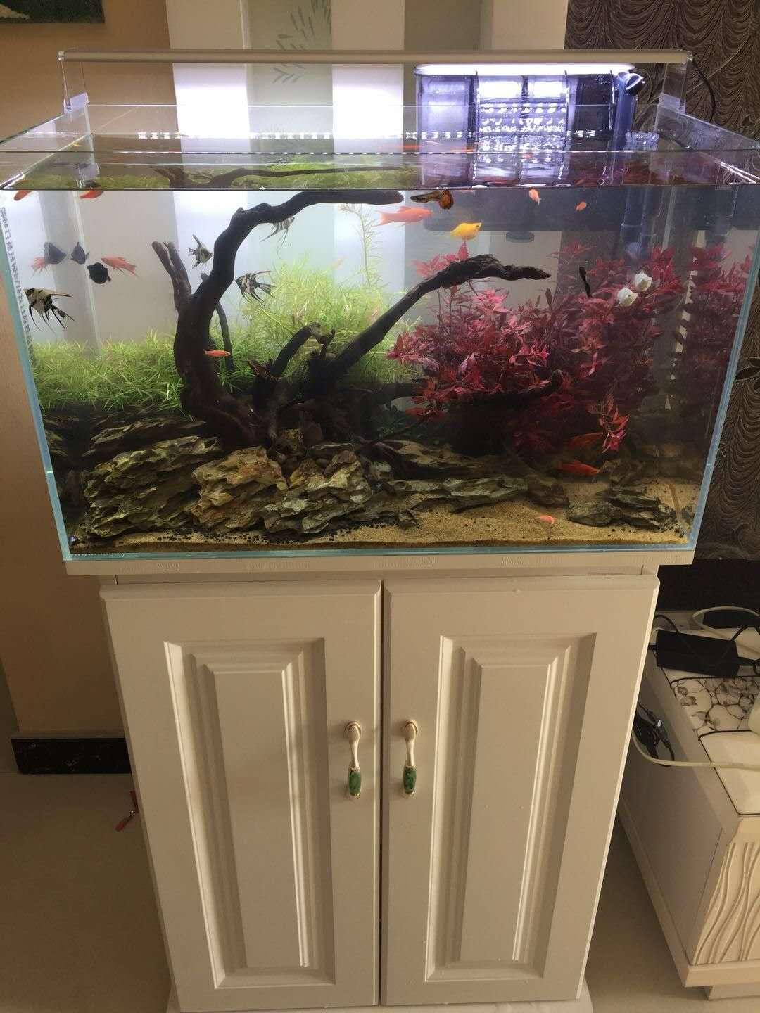 养鱼硝化细菌的使用方法,养鱼不用硝化细菌过滤桶