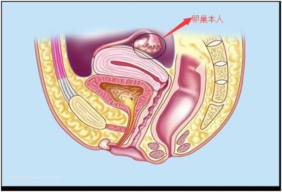 所谓的卵巢保养真的有用吗,卵巢保养十大秘密女性必看