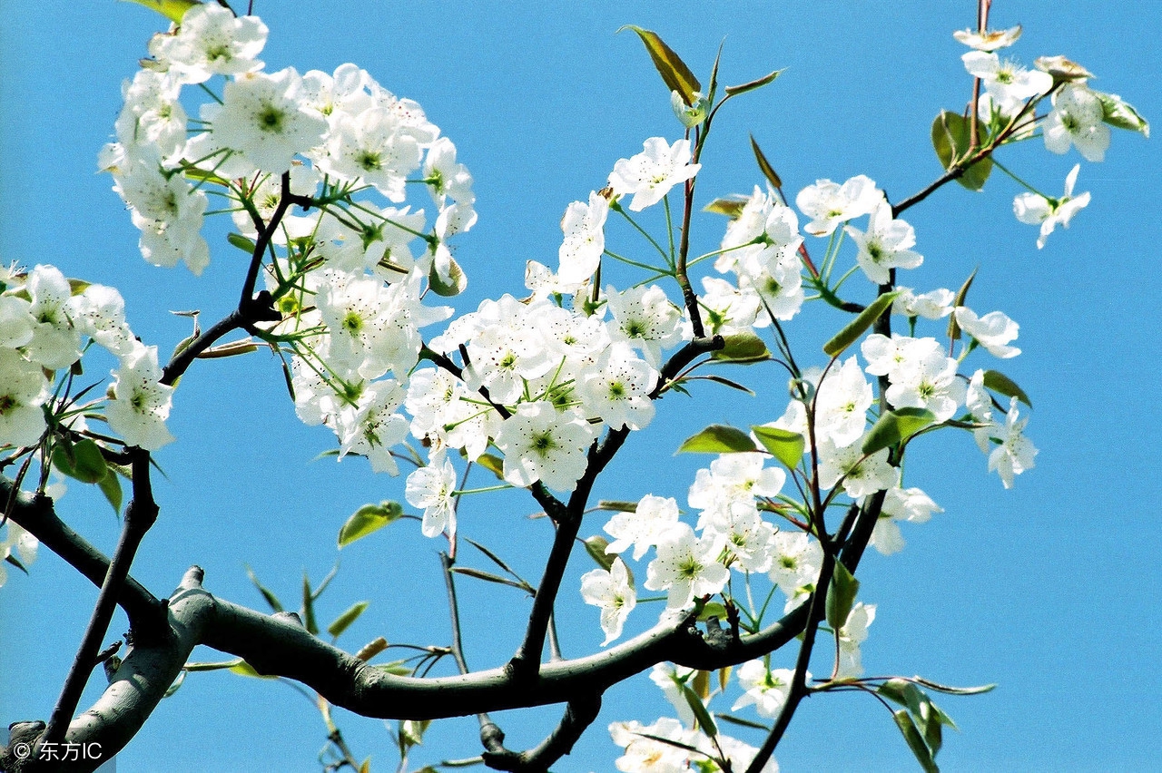 北京周边人少赏花的地方,北京春季赏花好去处自驾游