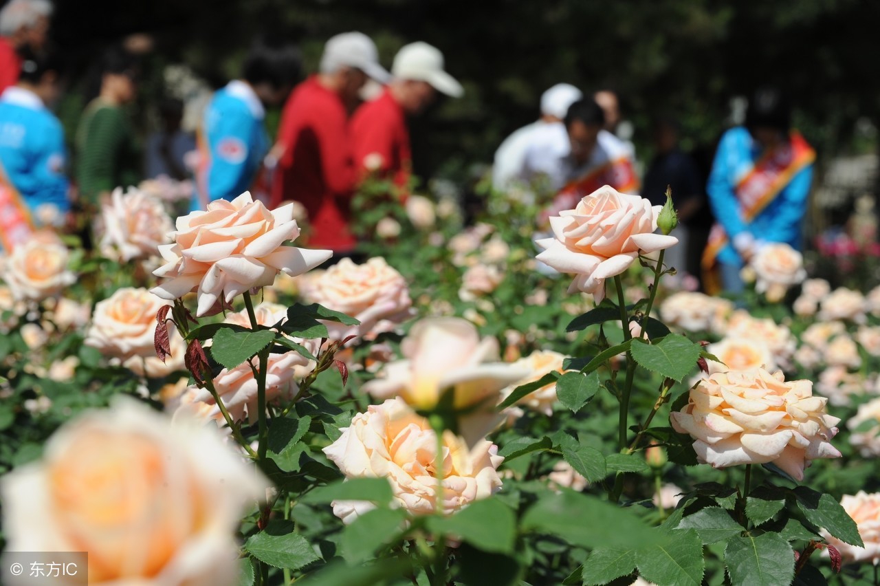 北京周边人少赏花的地方,北京春季赏花好去处自驾游