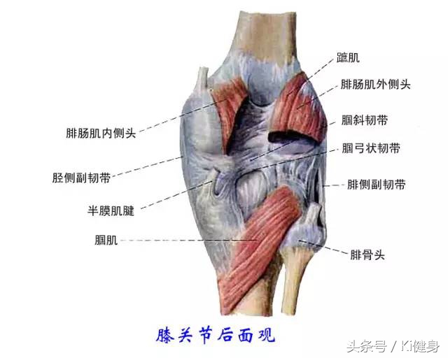 膝盖弯曲有点疼膝关节结构图,从运动角度来看膝关节为什么会痛