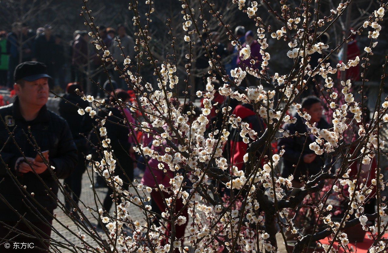 北京周边人少赏花的地方,北京春季赏花好去处自驾游