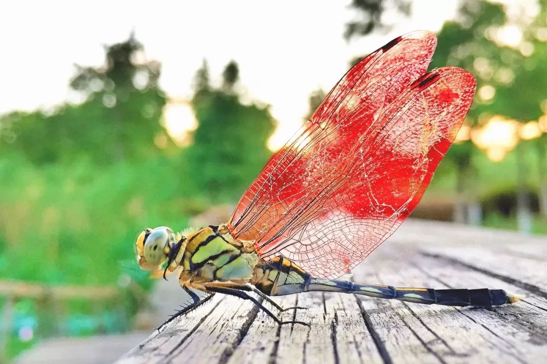 泼辣有图：有史以来质量最高的一期榜单