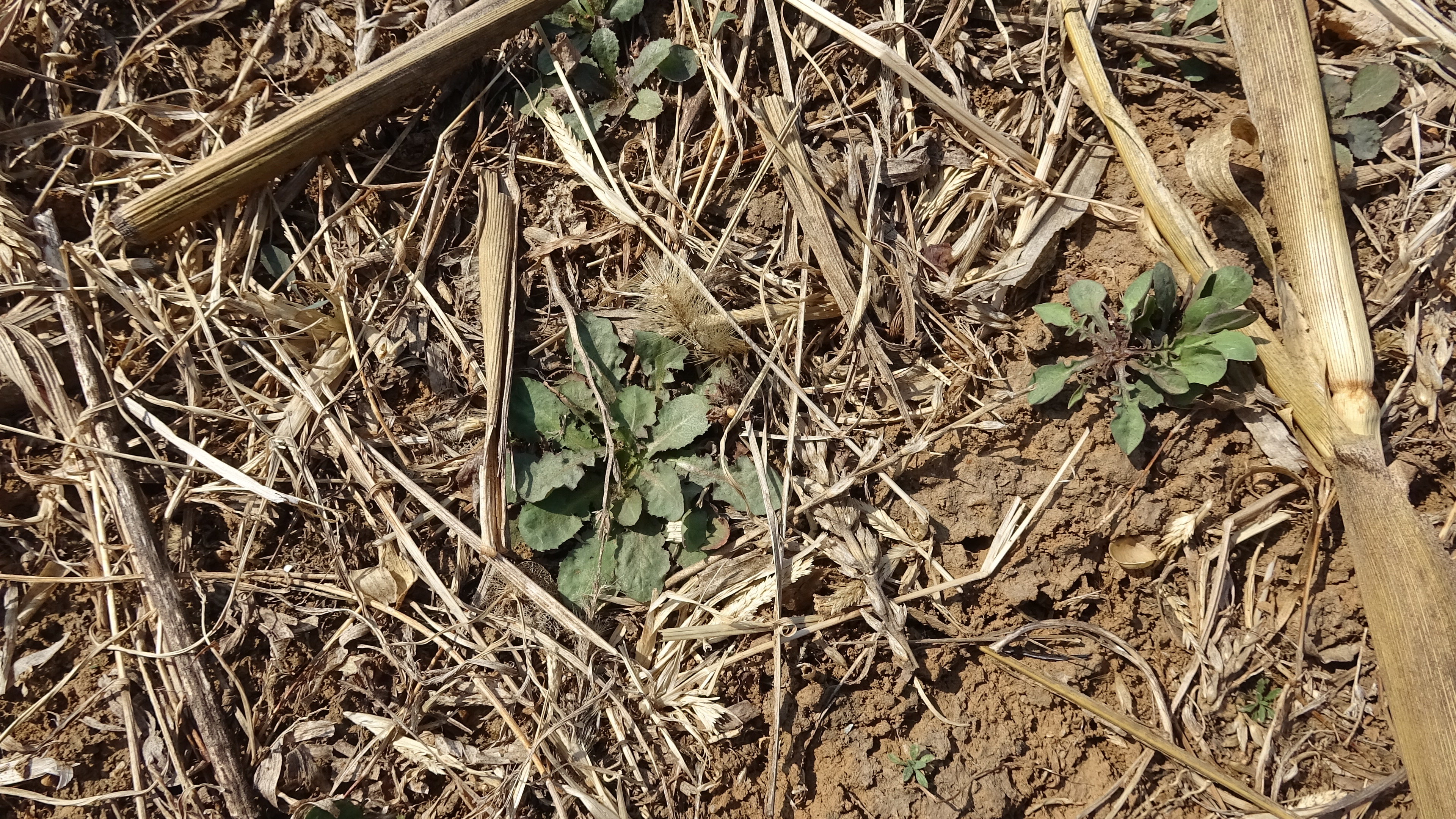 我的家在桃花山,我的家在桃花山全曲