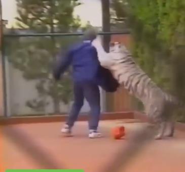 拳王泰森和巨型猛兽打架,拳王泰森跟狮子打架