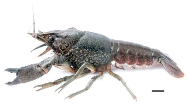 动物界的女儿国,动物世界国王和女儿