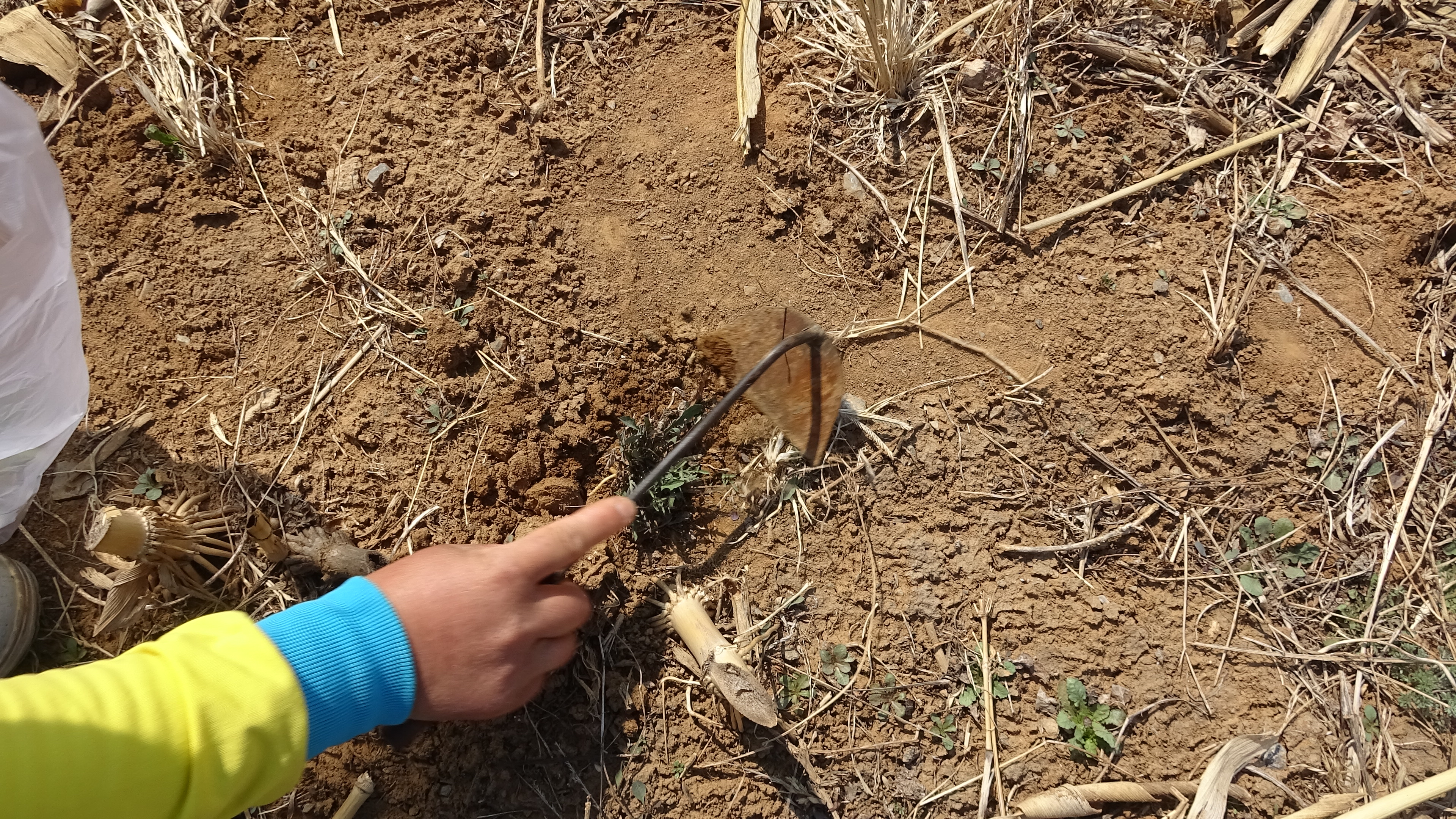 我的家在桃花山,我的家在桃花山全曲