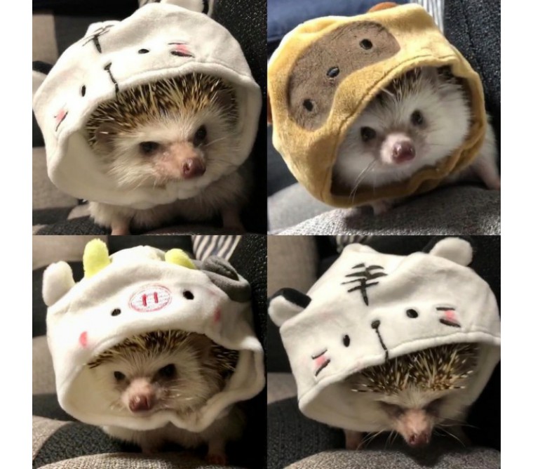 非洲迷你刺猬生了宝宝怎么照顾,怎么照顾刺猬