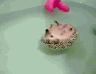 非洲迷你刺猬生了宝宝怎么照顾,怎么照顾刺猬