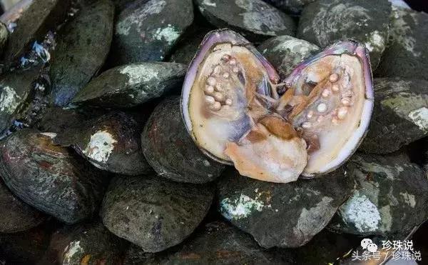 珍珠养殖全过程,养殖珍珠蚌技术