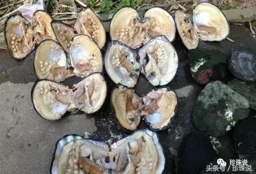 珍珠养殖全过程,养殖珍珠蚌技术