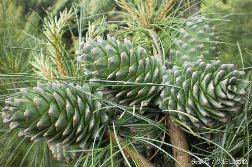 正宗东北长白山红松子,东北长白山野生核桃松子