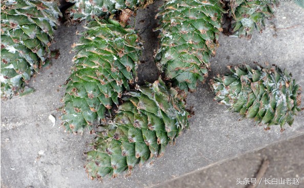 正宗东北长白山红松子,东北长白山野生核桃松子