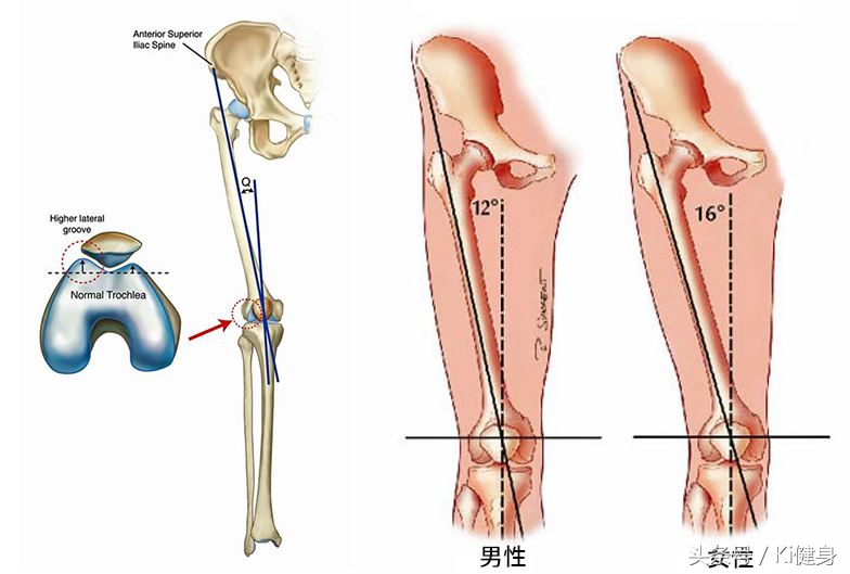 膝盖弯曲有点疼膝关节结构图,从运动角度来看膝关节为什么会痛