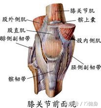 膝盖弯曲有点疼膝关节结构图,从运动角度来看膝关节为什么会痛