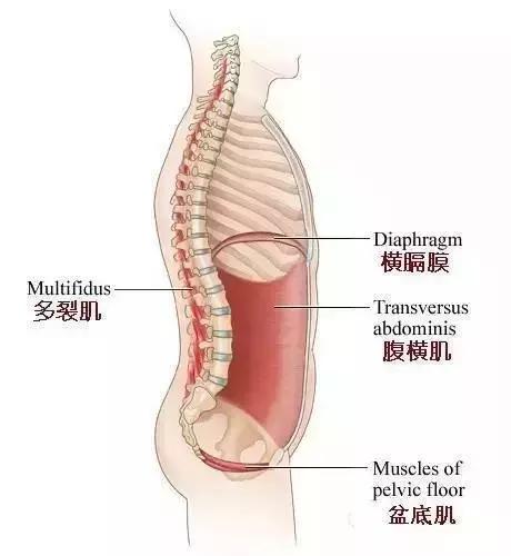 健身核心肌群训练经典动作,健身五大肌群锻炼方法