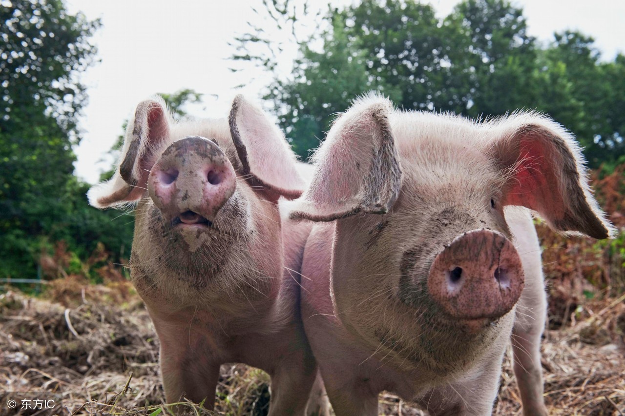 （养猪经验探讨）猪硒和维生素E缺乏症的临床症状与防治措施！
