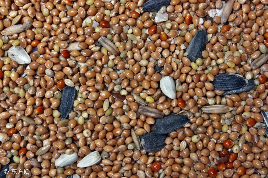 （养猪经验探讨）猪硒和维生素E缺乏症的临床症状与防治措施！