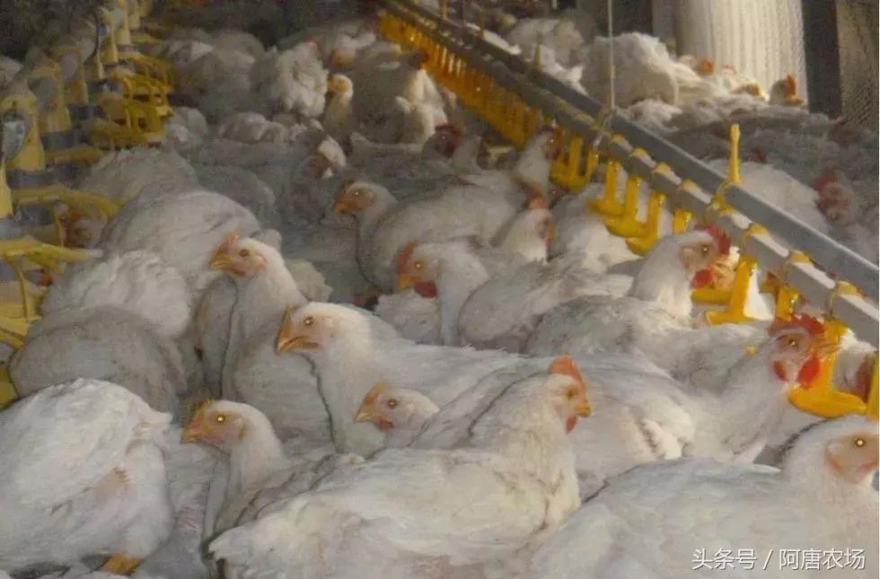 养鸡不生病的通用方法,养鸡不生病的四种方法