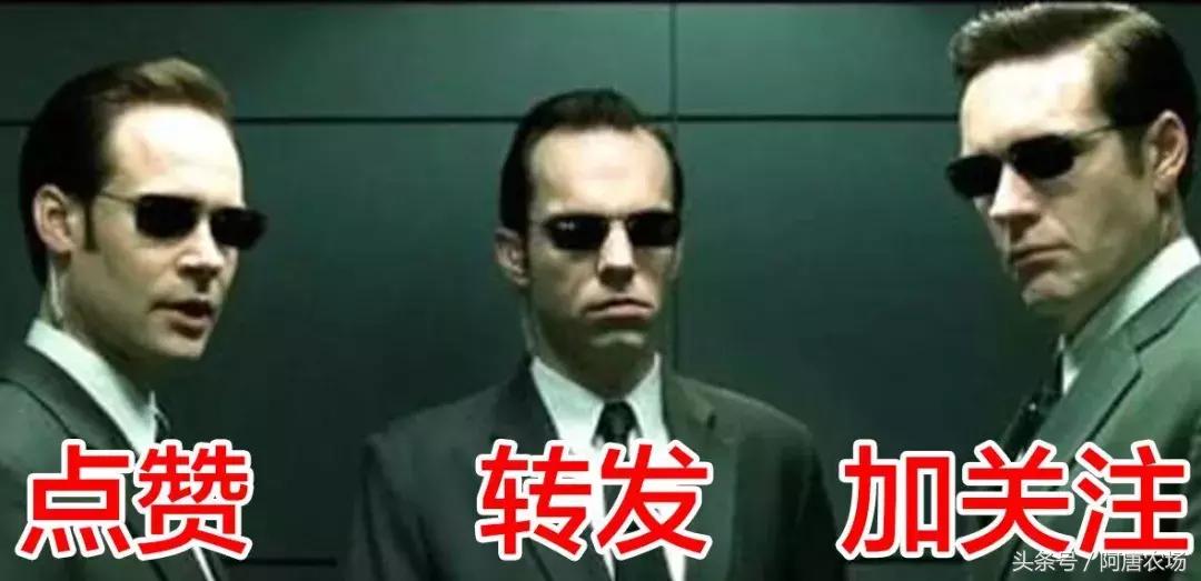 养鸡不生病的通用方法,养鸡不生病的四种方法