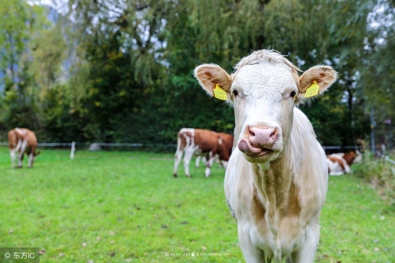 母牛流产的防治方法,母牛出现流产征兆最佳治疗方法