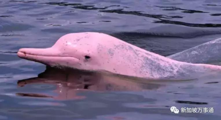 新加坡15个骨灰级秘密，知道一半你比本地人还厉害~