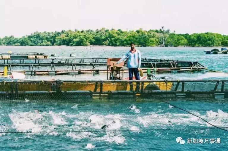 新加坡15个骨灰级秘密，知道一半你比本地人还厉害~