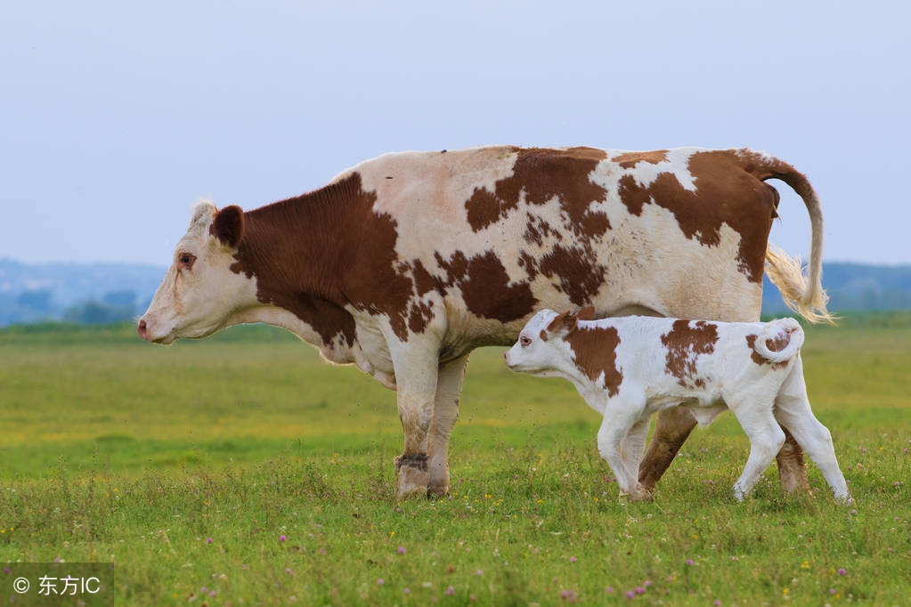 母牛流产的防治方法,母牛出现流产征兆最佳治疗方法