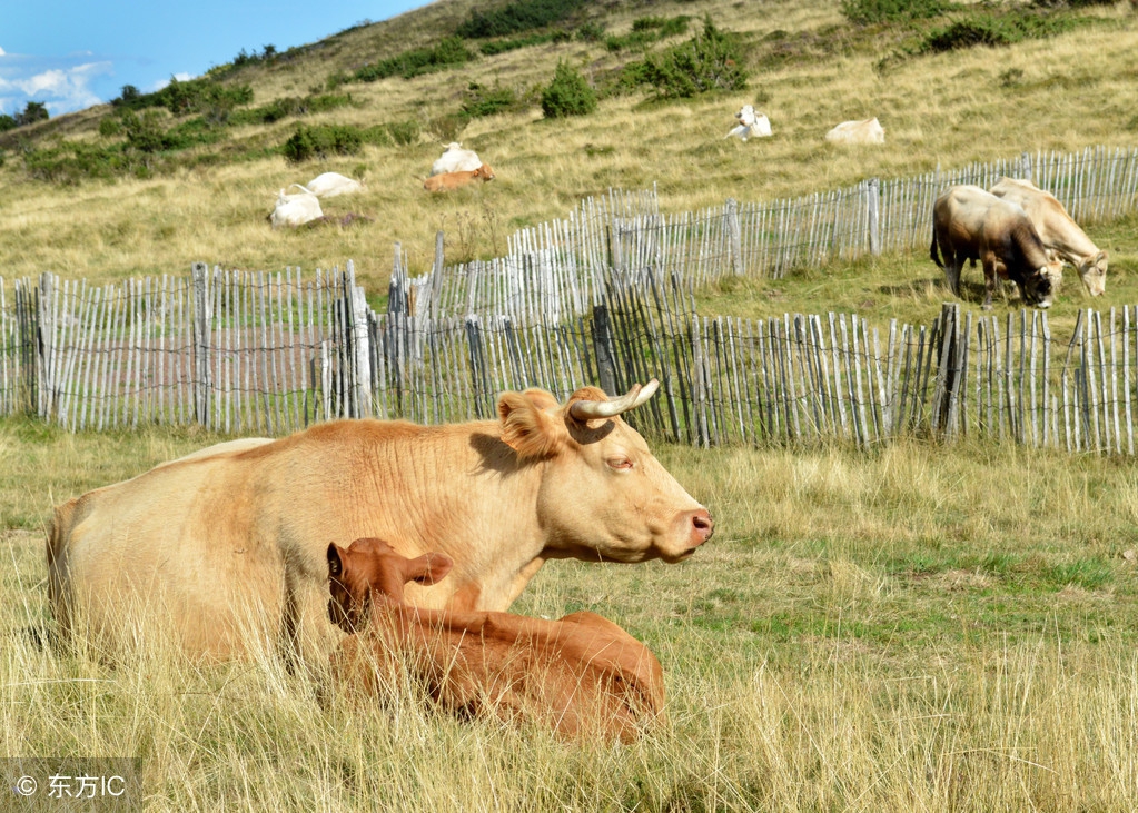 母牛流产的防治方法,母牛出现流产征兆最佳治疗方法