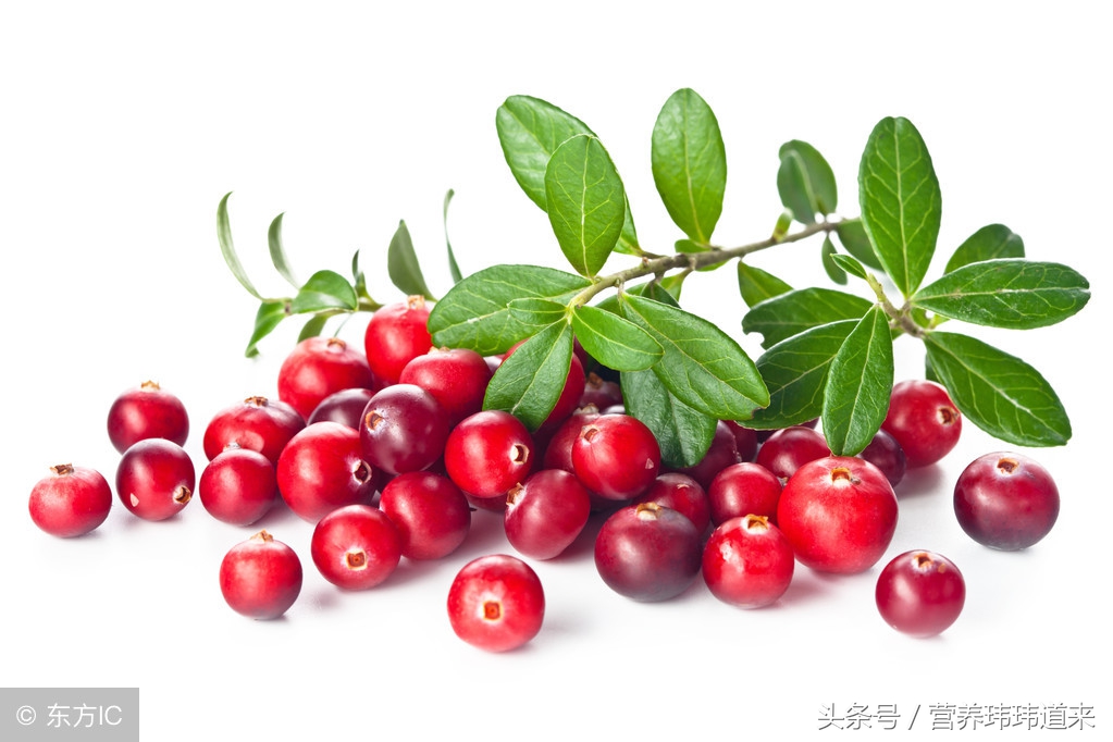 不老莓和蔓越莓哪个更好,澳洲蔓越莓圣洁莓怎么吃