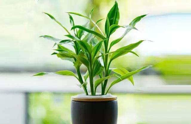 掌握正确的除甲醛方法,最安全有效的除甲醛方法