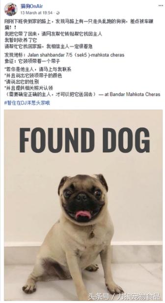 走丢的狗狗会怎么度过的,当狗狗走丢了是什么心理