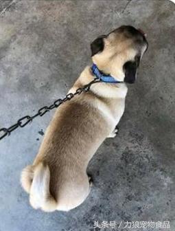 走丢的狗狗会怎么度过的,当狗狗走丢了是什么心理