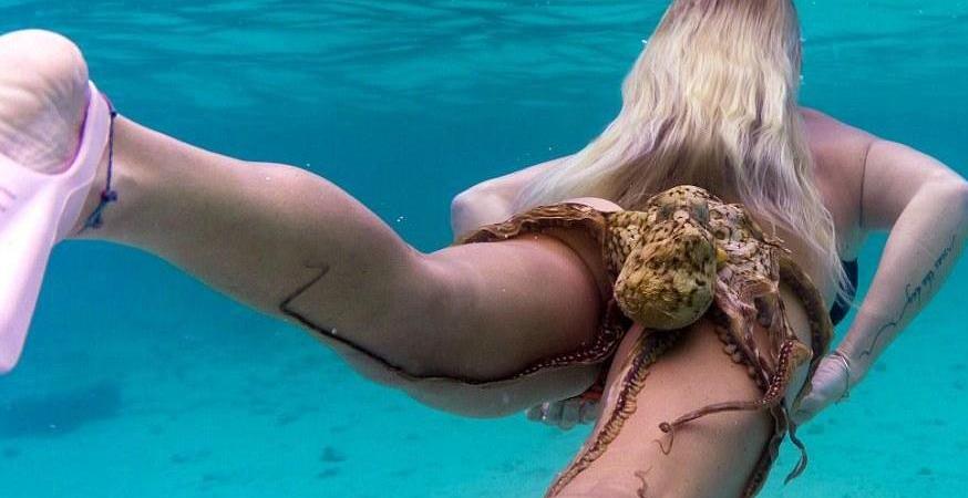 章鱼外形特征和运动方式,章鱼一种最接近地球外生命的生物