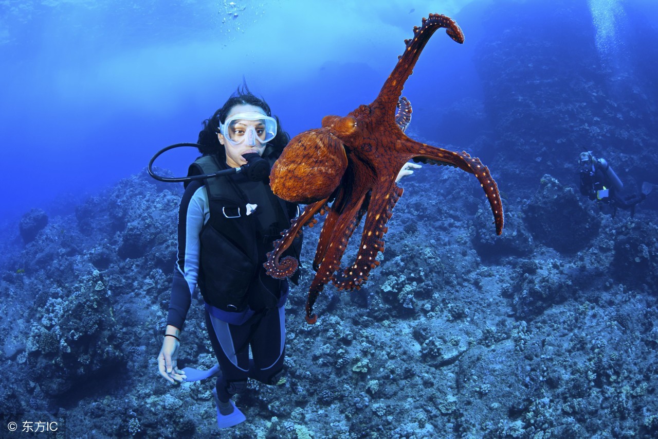 章鱼外形特征和运动方式,章鱼一种最接近地球外生命的生物
