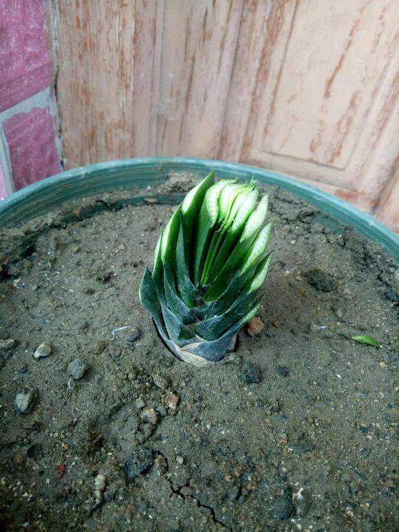 君子兰的叶子被狗吃了,君子兰的花狗吃了有事吗