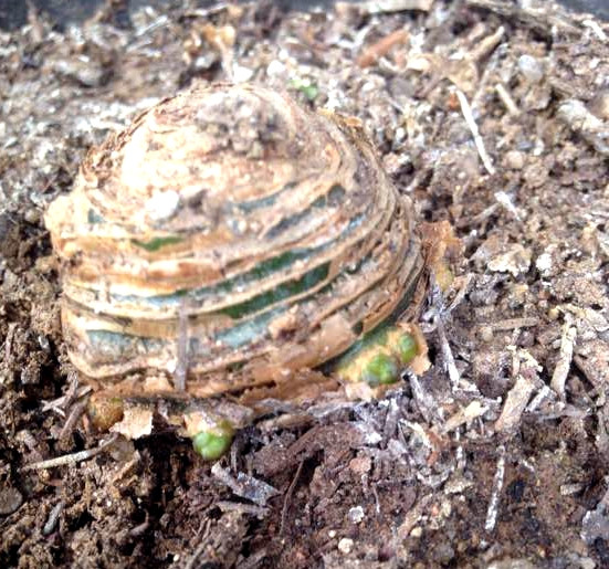 君子兰的叶子被狗吃了,君子兰的花狗吃了有事吗